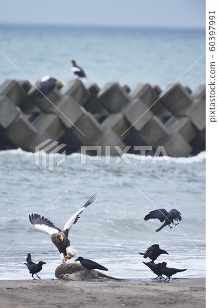 Steller's sea eagle and crows (Hokkaido) Steller's sea eagle and crows (Hokkaido) 60397991