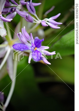 Cochiostema · Odoratissimuumu 60398750