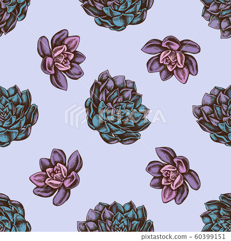 Seamless pattern with hand drawn colored succulent echeveria 60399151