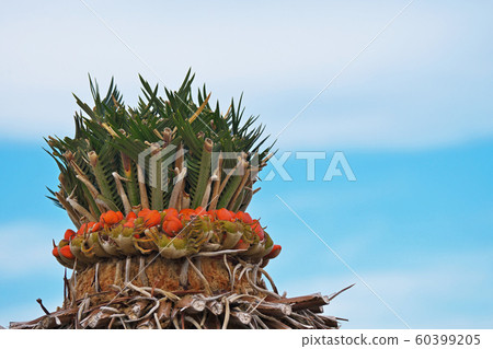 Orange saute fruit Orange saute fruit 60399205