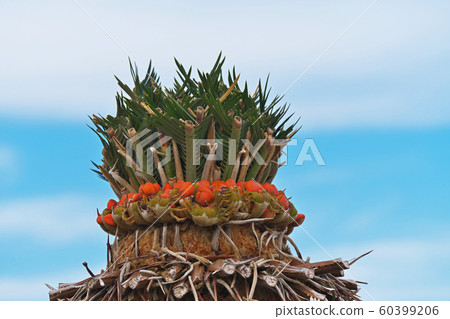 Orange saute fruit Orange saute fruit 60399206