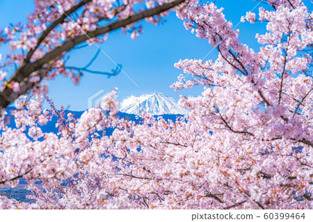 Mt. Fuji, cherry blossoms and Kofu basin Fuefukigawa Fruit Park [Yamanashi Prefecture] 60399464