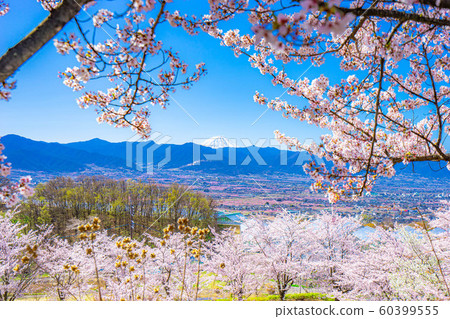 Mt. Fuji, cherry blossoms and Kofu basin Fuefukigawa Fruit Park [Yamanashi Prefecture] 60399555