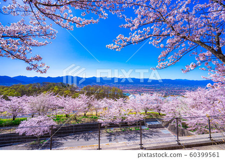 Mt. Fuji, cherry blossoms and Kofu basin Fuefukigawa Fruit Park [Yamanashi Prefecture] 60399561