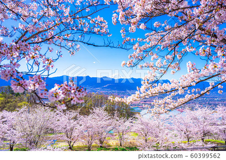 富士山，櫻花和甲府盆地笛吹川水果公園[山梨縣] 60399562