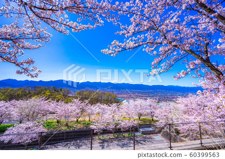 富士山，櫻花和甲府盆地笛吹川水果公園[山梨縣] 60399563