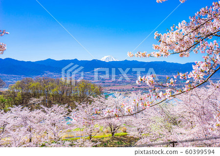 富士山，櫻花和甲府盆地笛吹川水果公園[山梨縣] 60399594
