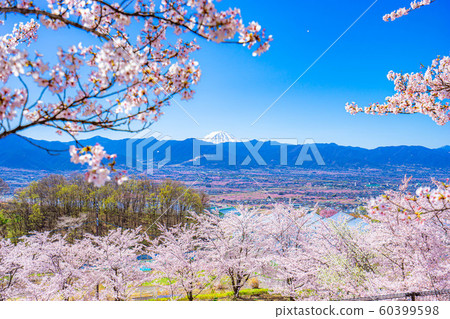 富士山，櫻花和甲府盆地笛吹川水果公園[山梨縣] 60399598
