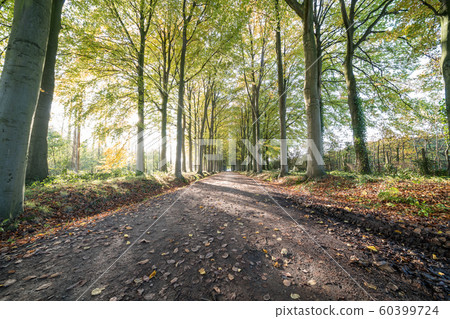 Earth road with rows of trees 60399724