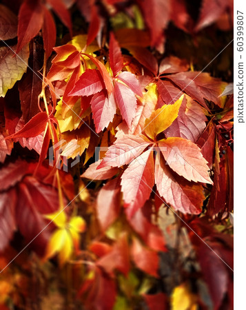 Red grape leaves, natural background 60399807