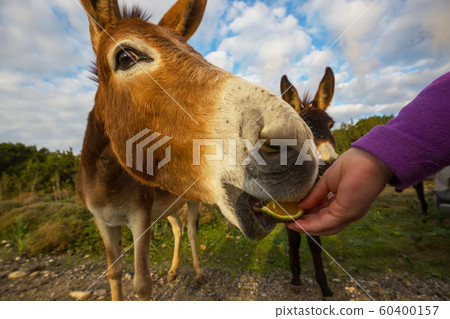 Wild donkey Wild donkey 60400157