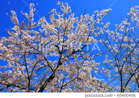 Cherry blossoms in full bloom Cherry blossoms in full bloom 60400406