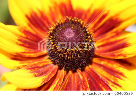 金光菊花 金光菊花 60400589