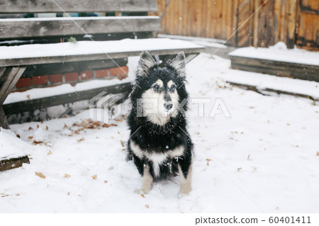 Guard dog in winter snowy weather sitting outdoors Guard dog in winter snowy weather sitting outdoors 60401411