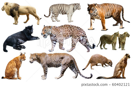 Set of African predators isolated over white Set of African predators isolated over white 60402121