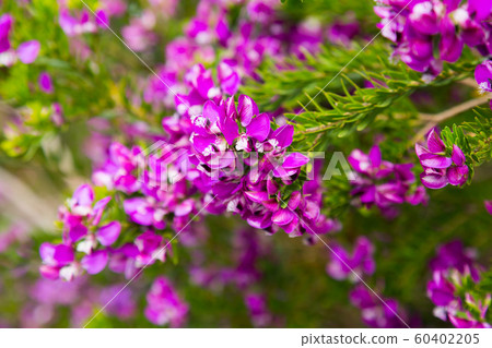 pink polygala myrtifolia flowers 60402205