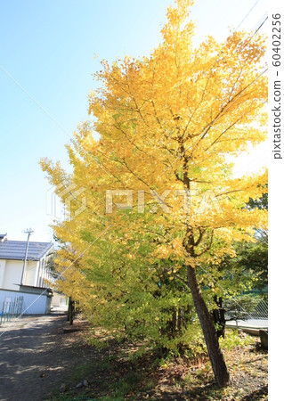 Autumn leaves scenery 12 Autumn leaves scenery 12 60402256