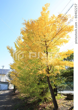 Autumn foliage scenery 13 Autumn foliage scenery 13 60402257