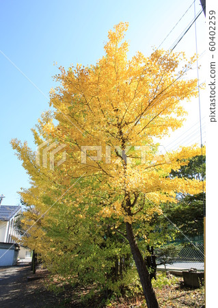 Autumn leaves scenery 14 Autumn leaves scenery 14 60402259