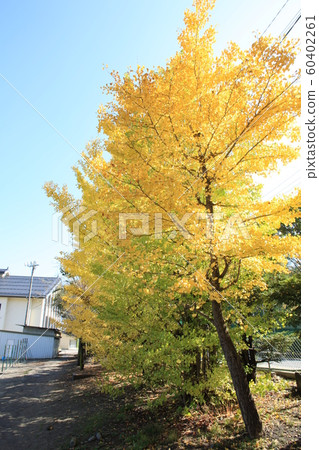 Autumn leaves scenery 15 Autumn leaves scenery 15 60402261