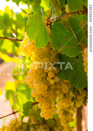 Ripe white grapes on branch Ripe white grapes on branch 60402462