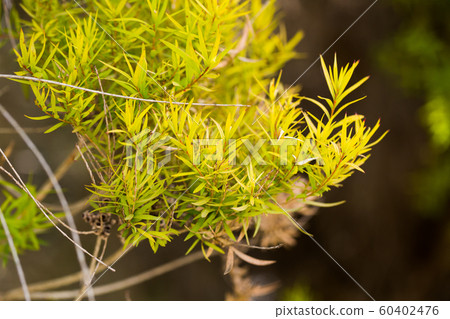 Flax-leaved Paperbark is a Melaleuca tree species with fragrant leaves Flax-leaved Paperbark is a Melaleuca tree species with fragrant leaves 60402476