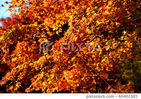 Autumn leaves tree Autumn leaves tree 60402885