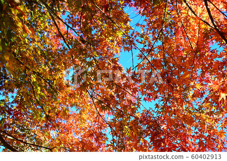 Autumn leaves tree Autumn leaves tree 60402913