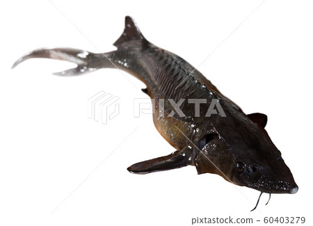 Picture of raw sturgeon isolated on white background 60403279