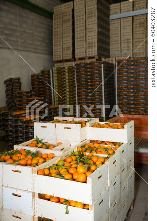 View of ripe mandarins packed in boxes View of ripe mandarins packed in boxes 60403287