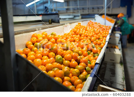 Industrial production sorting line of citrus fruits in packing plant Industrial production sorting line of citrus fruits in packing plant 60403288