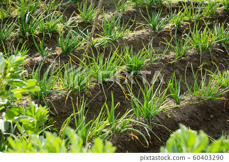 Spring onions growing in the garden Spring onions growing in the garden 60403290