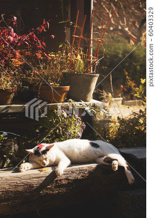 Stray field cat in autumn Stray field cat in autumn 60403329