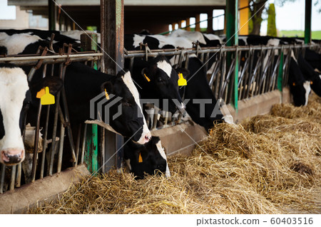 Modern farm cowshed with cows Modern farm cowshed with cows 60403516