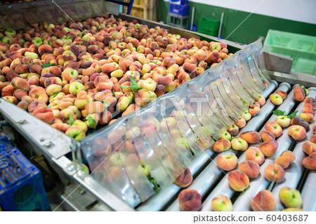 Fresh peaches running on rolling conveyor of production line Fresh peaches running on rolling conveyor of production line 60403687