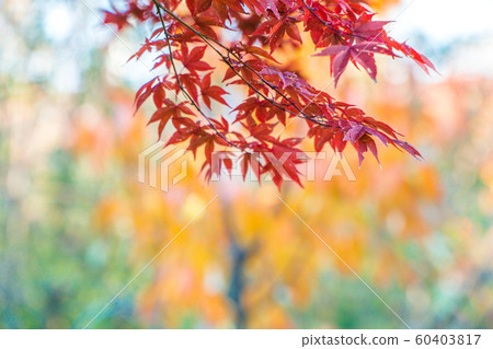 Fall landscape Fall landscape 60403817
