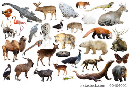 asia animals isolated asia animals isolated 60404091