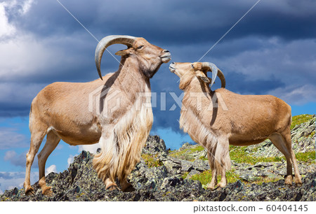 couple of barbary sheeps on rock 60404145