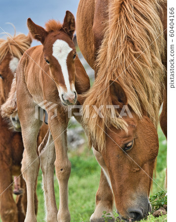 與那國馬 60404166