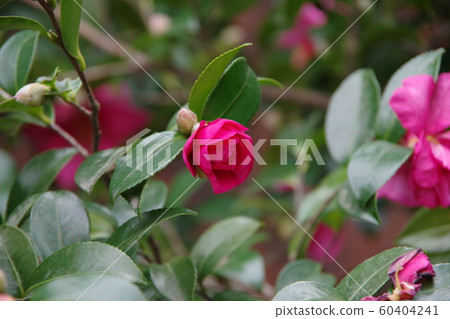 Sasanqua的芽 Sasanqua的芽 60404241