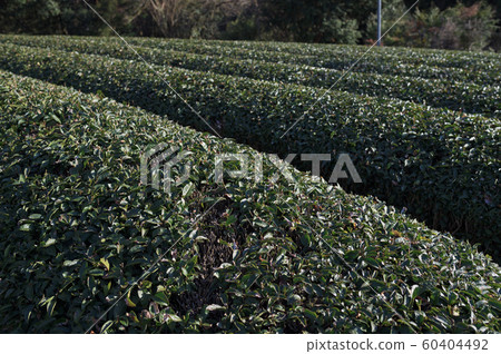 茶場 茶場 60404492