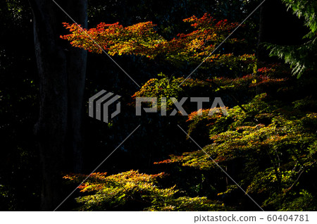 樹木滲漏當天染紅的秋葉定點觀察b-2 4天后 60404781