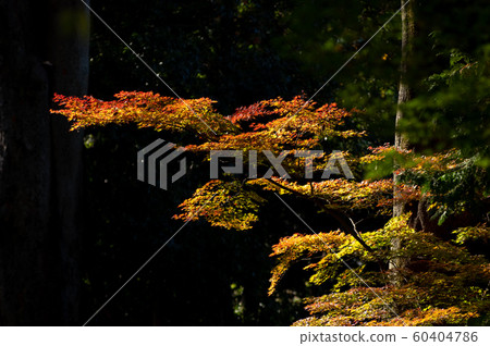 Autumn leaves dyed on the day of tree leaks Fixed point observation c 8 days later Autumn leaves dyed on the day of tree leaks Fixed point observation c 8 days later 60404786