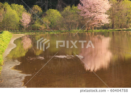 Cherry blossoms appearing on the surface of the water Cherry blossoms appearing on the surface of the water 60404788