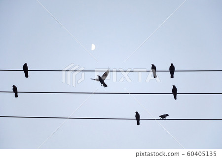 crow, power line, wire, bird, crow, power line, wire, bird, 60405135