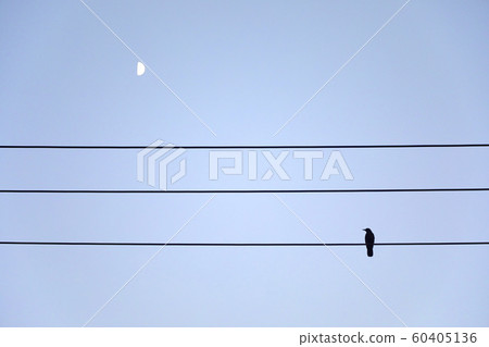 crow, power line, wire, bird, crow, power line, wire, bird, 60405136