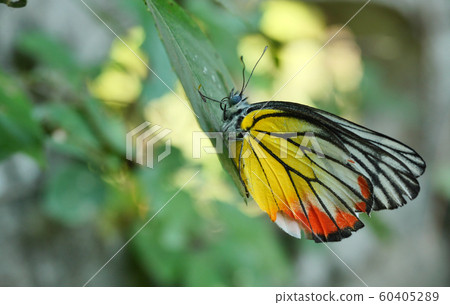 The Painted Jezebel (Delias hyparete) Butterfly on leaf with natural green background, Yellow with orange and black color stripes on white wing The Painted Jezebel (Delias hyparete) Butterfly on leaf with natural green background, Yellow with orange and black color stripes on white wing 60405289