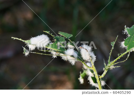 Group of Megalopyge crispata or Black-waved Flannel Moth caterpillar on tree, White furry worms eat leaves until damage Group of Megalopyge crispata or Black-waved Flannel Moth caterpillar on tree, White furry worms eat leaves until damage 60405290