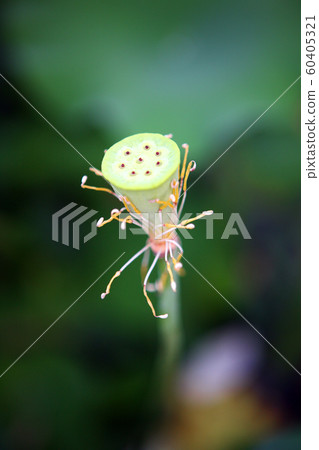 lotus, seeds, fruit, lotus, seeds, fruit, 60405321