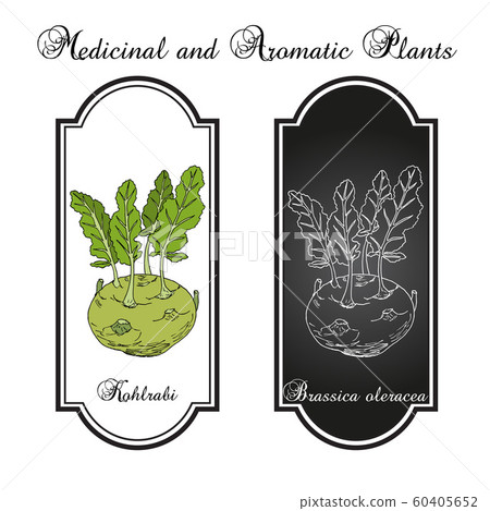 Kohlrabi cabbage Brassica oleracea , edible and medicinal plant 60405652